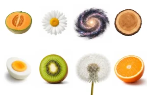 Collage showing a sliced melon, daisy, tree rings, boiled egg, dandelion, and orange, each with its core in the center, illustrating central design patterns in nature as examples of a concave earth concept and the artistic expressions of the Creator.